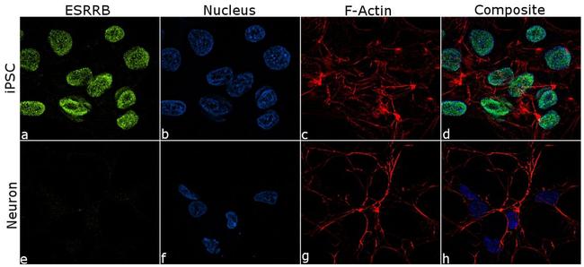 ESRRB Antibody in Immunocytochemistry (ICC/IF)