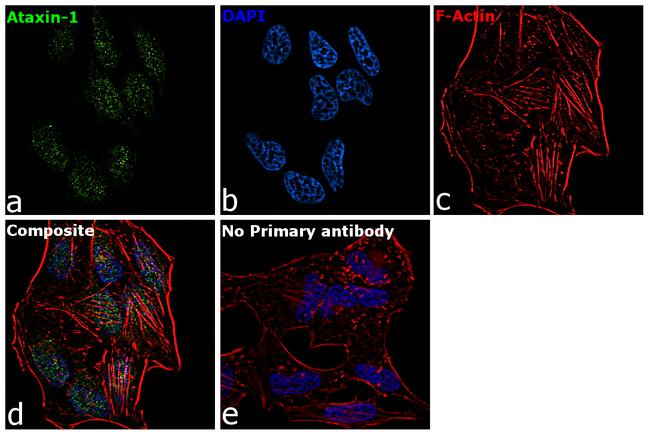 Ataxin 1 Antibody in Immunocytochemistry (ICC/IF)