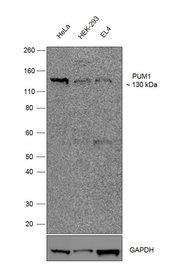 PUM1 Antibody in Western Blot (WB)