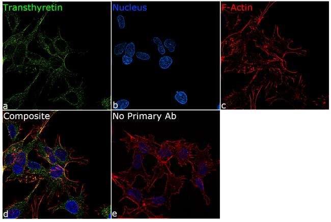 Transthyretin Antibody in Immunocytochemistry (ICC/IF)