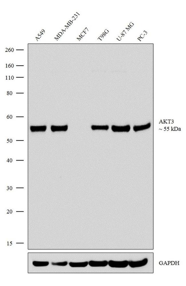 AKT3 Antibody in Western Blot (WB)