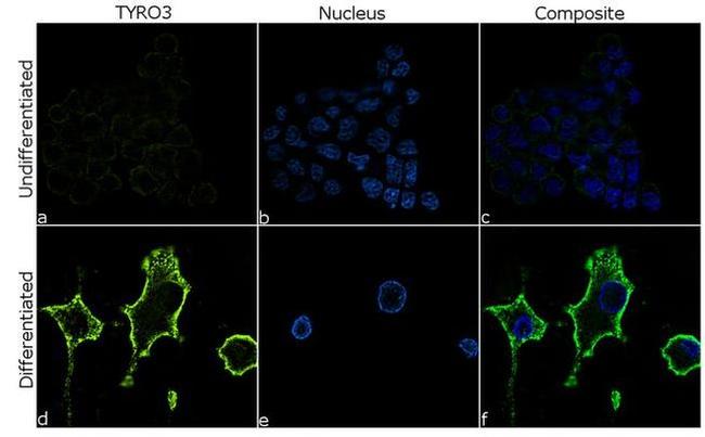 TYRO3 Antibody in Immunocytochemistry (ICC/IF)