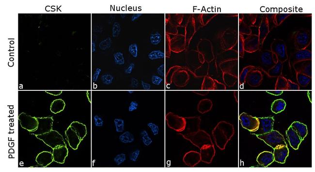 CSK Antibody in Immunocytochemistry (ICC/IF)