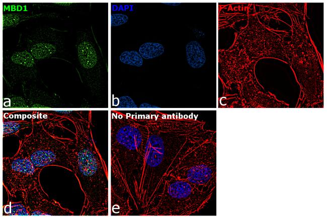 MBD1 Antibody in Immunocytochemistry (ICC/IF)