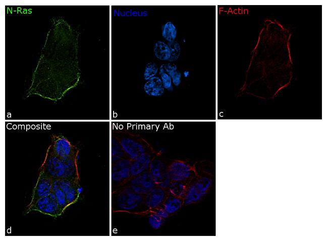 N-Ras Antibody in Immunocytochemistry (ICC/IF)