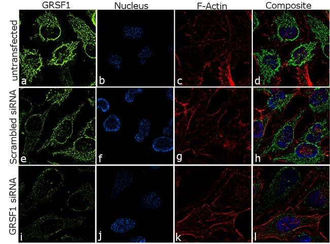 GRSF1 Antibody in Immunocytochemistry (ICC/IF)