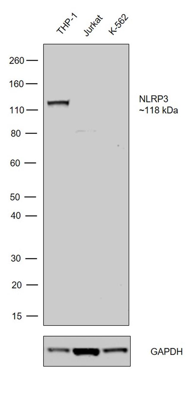 NLRP3 Antibody in Western Blot (WB)