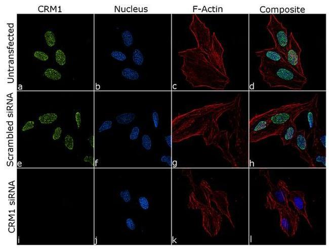 CRM1 Antibody in Immunocytochemistry (ICC/IF)