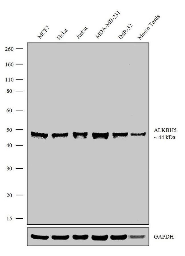 ALKBH5 Antibody in Western Blot (WB)