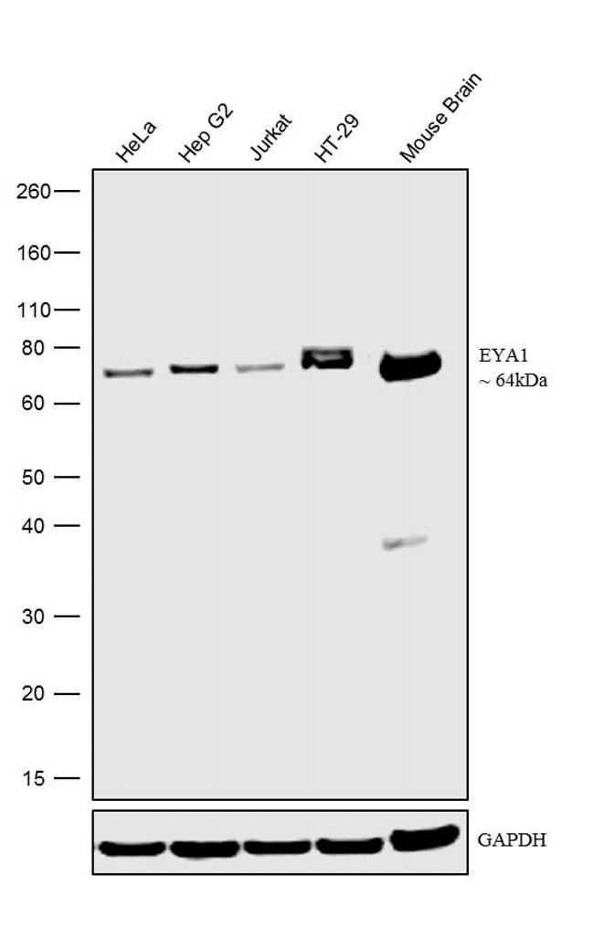 EYA1 Antibody in Western Blot (WB)