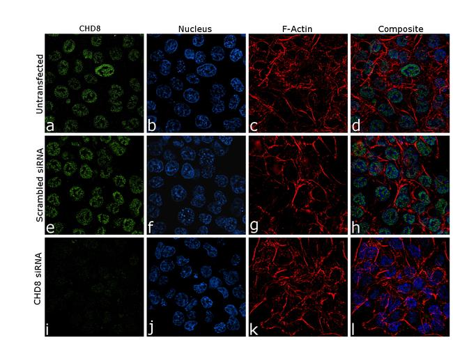 CHD8 Antibody in Immunocytochemistry (ICC/IF)