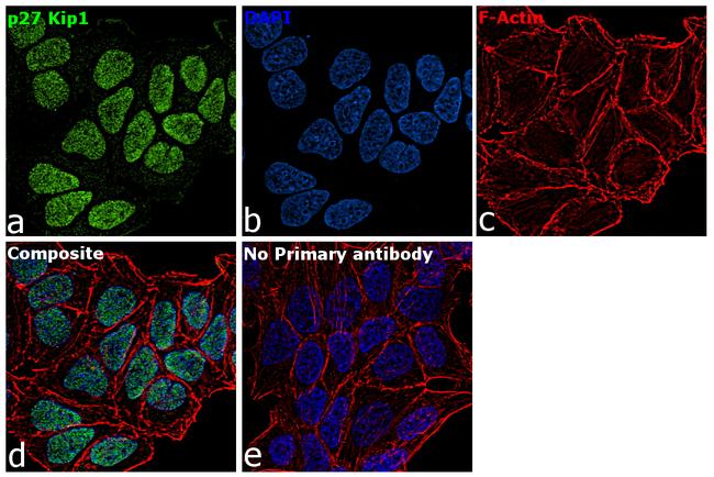 p27 Kip1 Antibody in Immunocytochemistry (ICC/IF)