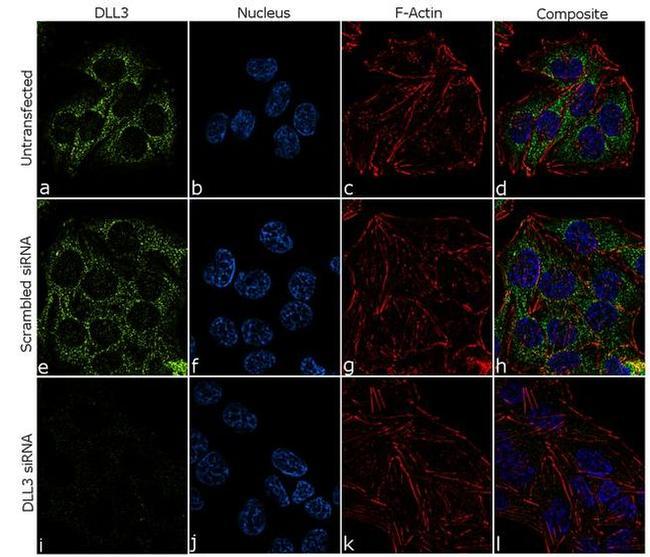 DLL3 Antibody in Immunocytochemistry (ICC/IF)