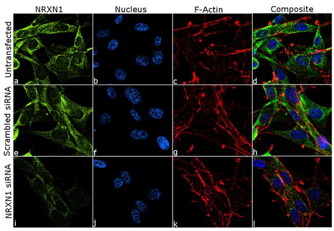 NRXN1 Antibody in Immunocytochemistry (ICC/IF)