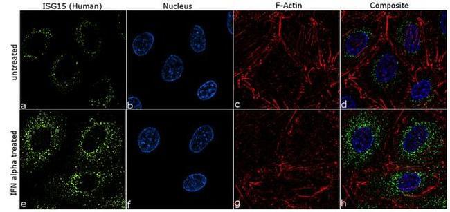 ISG15 Antibody in Immunocytochemistry (ICC/IF)