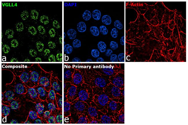 VGLL4 Antibody in Immunocytochemistry (ICC/IF)