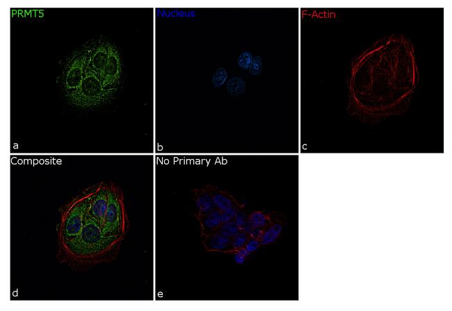 PRMT5 Antibody in Immunocytochemistry (ICC/IF)