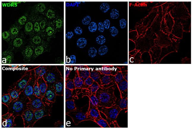 WDR5 Antibody in Immunocytochemistry (ICC/IF)