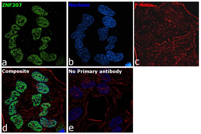 ZNF207 Antibody in Immunocytochemistry (ICC/IF)