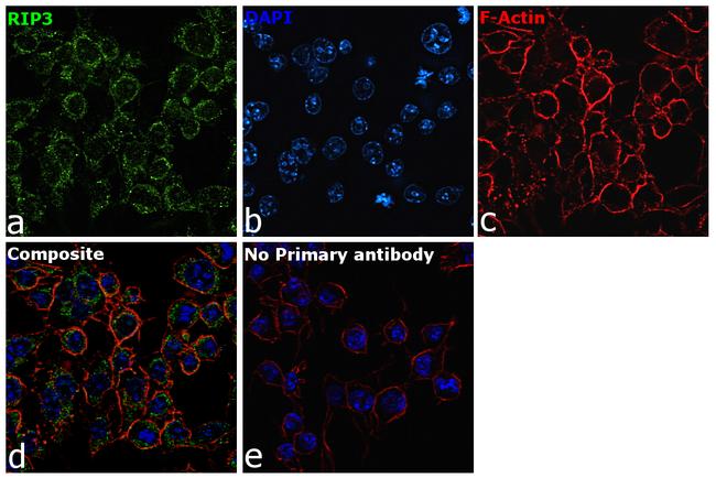 RIP3 Antibody in Immunocytochemistry (ICC/IF)