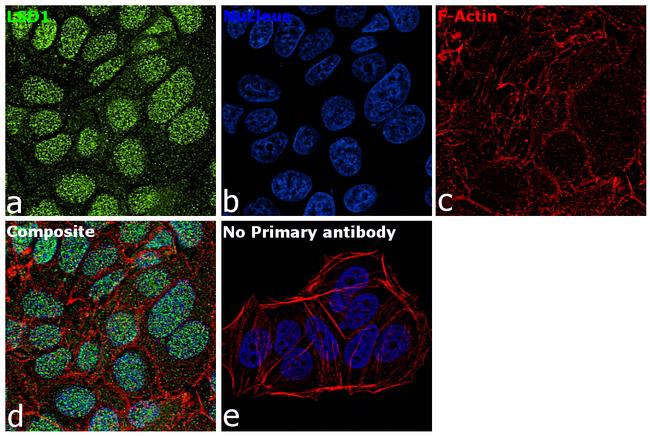 LSD1 Antibody in Immunocytochemistry (ICC/IF)