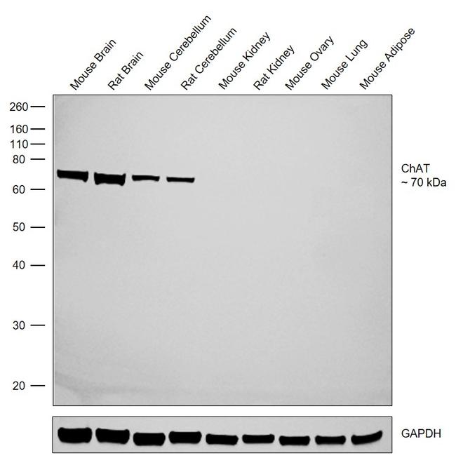 ChAT Antibody in Western Blot (WB)