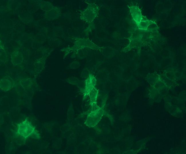 GALR1 Antibody in Immunocytochemistry (ICC/IF)