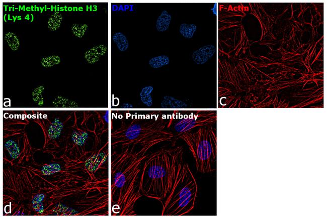 H3K4me3 Antibody in Immunocytochemistry (ICC/IF)