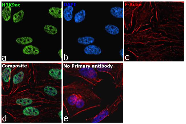 H3K9ac Antibody in Immunocytochemistry (ICC/IF)