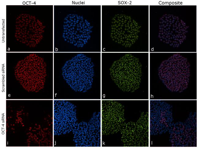 OCT4 Antibody in Immunocytochemistry (ICC/IF)