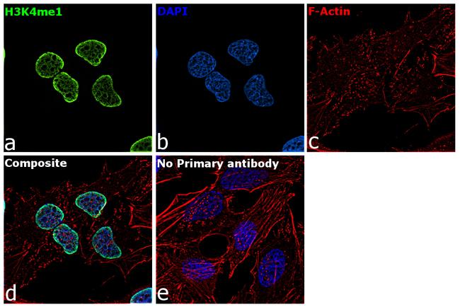 H3K4me1 Antibody in Immunocytochemistry (ICC/IF)