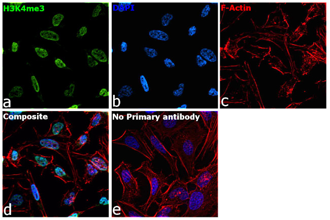 H3K4me3 Antibody in Immunocytochemistry (ICC/IF)