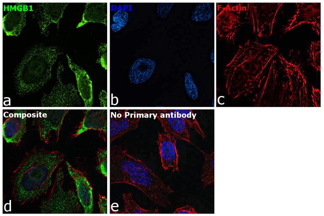 HMGB1 Antibody in Immunocytochemistry (ICC/IF)