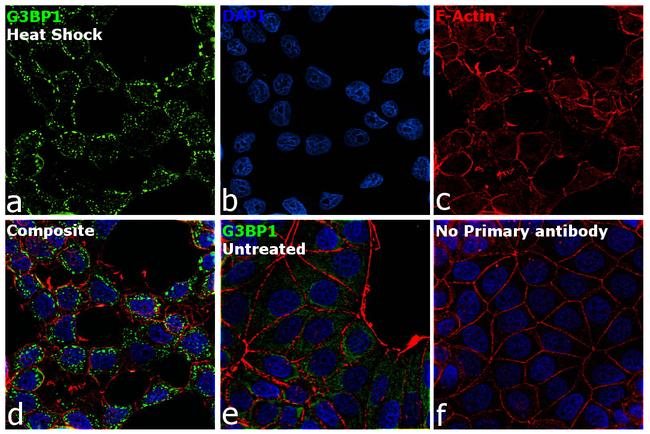 G3BP1 Antibody in Immunocytochemistry (ICC/IF)