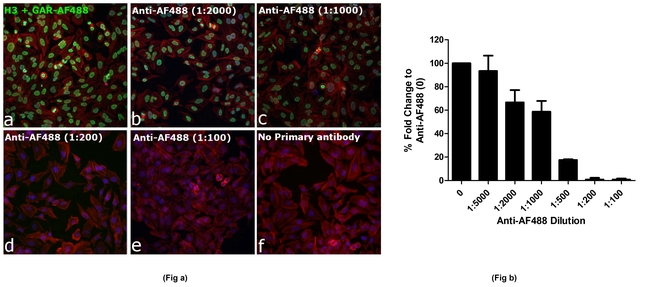 Alexa Fluor 488 Antibody in Immunocytochemistry (ICC/IF)