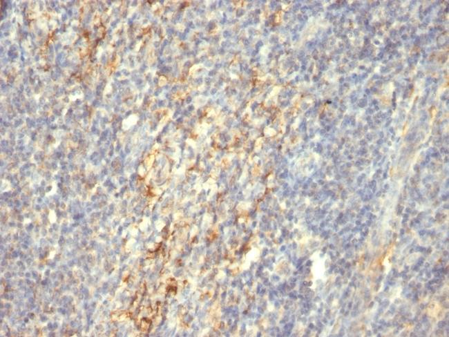 Transglutaminase II (TGM2) Antibody in Immunohistochemistry (Paraffin) (IHC (P))