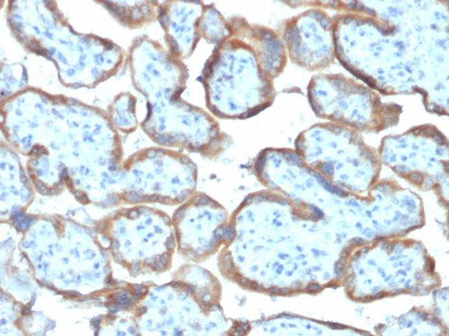 TIMP2 (Tissue Inhibitor of Metalloproteinase 2) Antibody in Immunohistochemistry (Paraffin) (IHC (P))