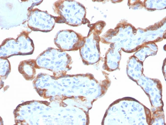 TIMP2 (Tissue Inhibitor of Metalloproteinase 2) Antibody in Immunohistochemistry (Paraffin) (IHC (P))