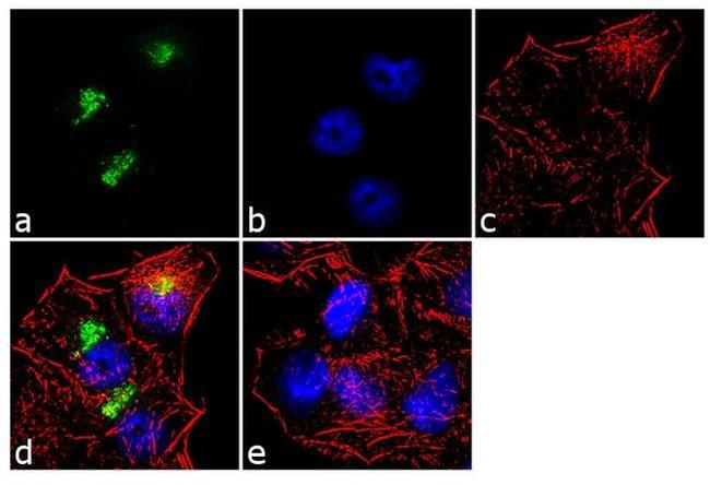 MCP-1 Antibody in Immunocytochemistry (ICC/IF)