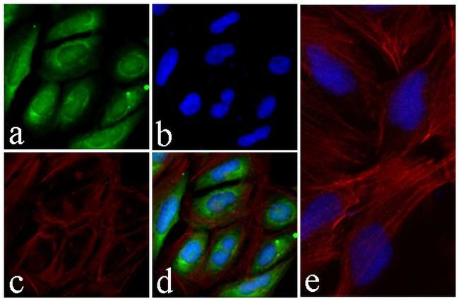 AKT1 Antibody in Immunocytochemistry (ICC/IF)