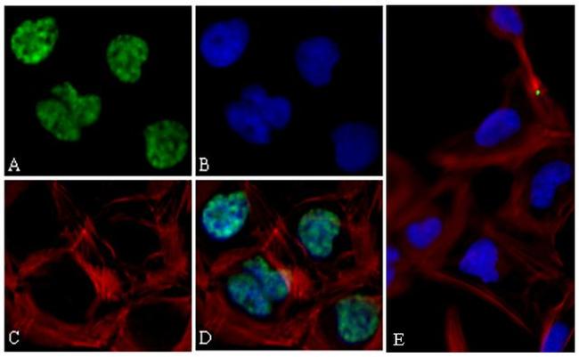 c-Myc Antibody in Immunocytochemistry (ICC/IF)