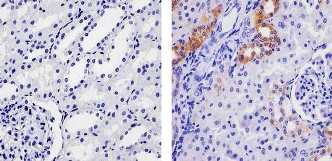 SPARC Antibody in Immunohistochemistry (Paraffin) (IHC (P))