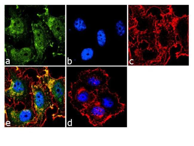 STAT3 Antibody in Immunocytochemistry (ICC/IF)