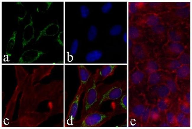 Phospho-PRAS40 (Thr246) Antibody in Immunocytochemistry (ICC/IF)