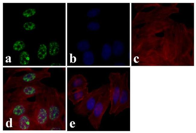 Phospho-AMPK alpha-1,2 (Thr183, Thr172) Antibody in Immunocytochemistry (ICC/IF)