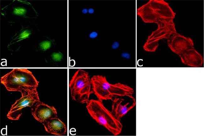 Phospho-AS160 (Thr642) Antibody in Immunocytochemistry (ICC/IF)