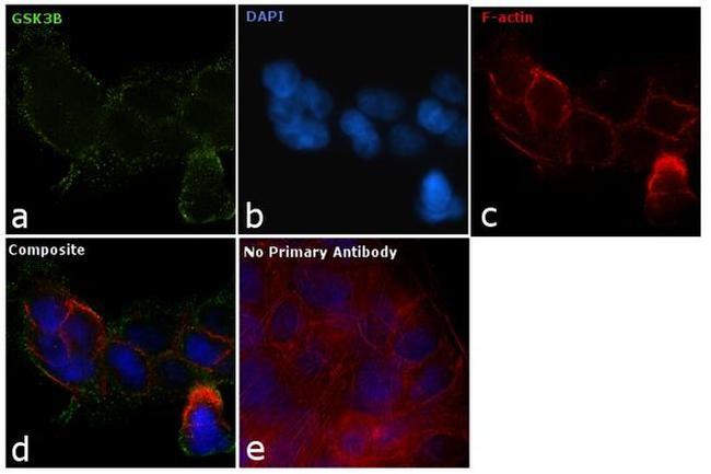 GSK3B Antibody in Immunocytochemistry (ICC/IF)