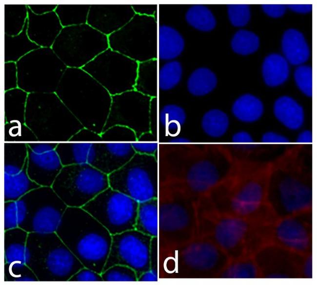 E-cadherin Antibody in Immunocytochemistry (ICC/IF)