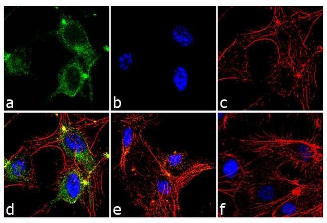 ANGPTL4 Antibody in Immunocytochemistry (ICC/IF)