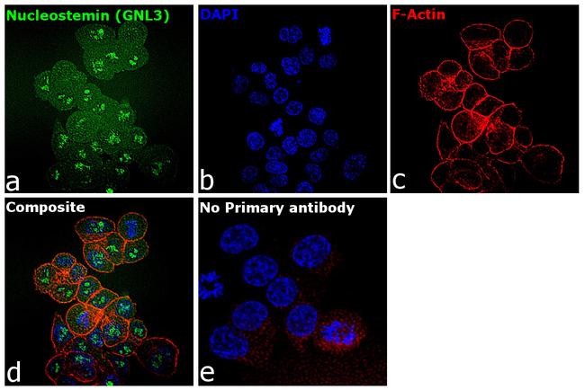 Nucleostemin Antibody in Immunocytochemistry (ICC/IF)